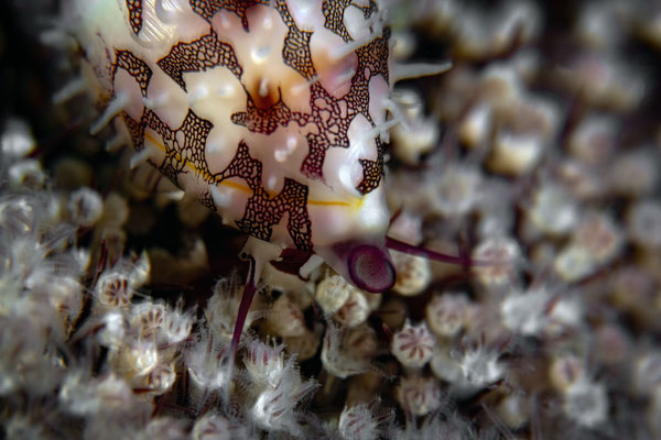 Pseudosimnia sinensis
