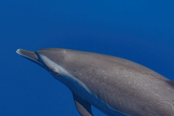 Zügeldelfin (Stenella frontalis)