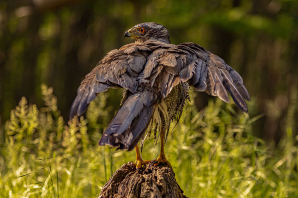 Habicht - Accipiter gentilis