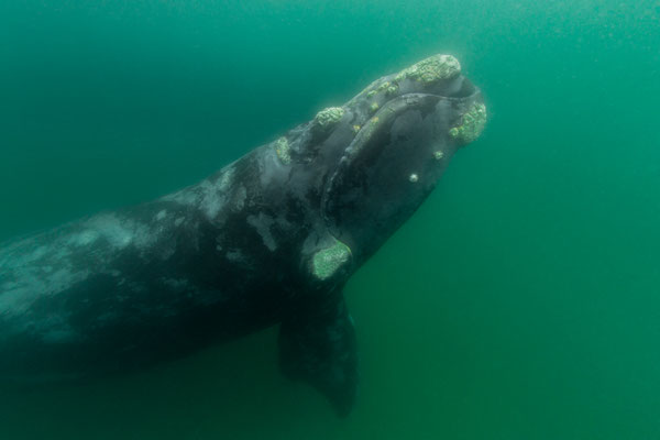 Southern Right Whale -Südlicher Glattwal