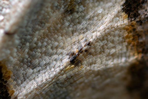 Weißgraue Breitflügelspanner (Agriopis leucophaearia)
