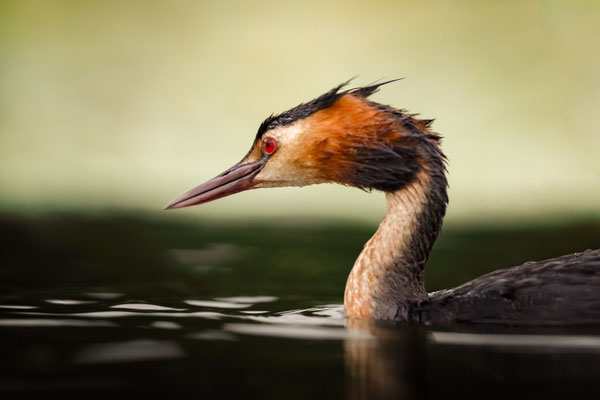 Haubentaucher - Podiceps cristatus