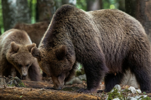  Braunbär - Ursus arctos