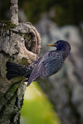 Star - Sturnus vulgaris