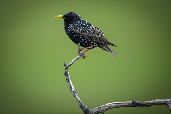 Star - Sturnus vulgaris