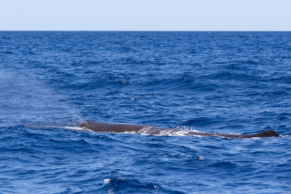 Pottwal - Spermwhale (Physeter macrocephalus, Syn.: Physeter catodon) 