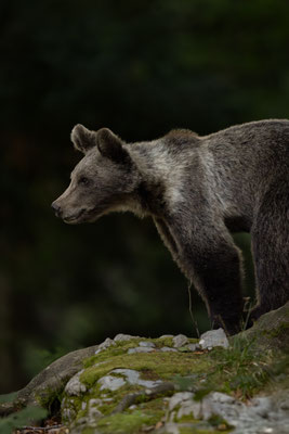 Braunbär - Ursus arctos