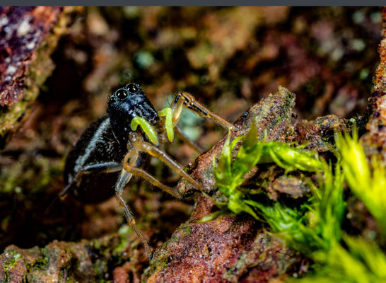 Kupfrige Sonnenspringspinne (Heliophanus cupreus)