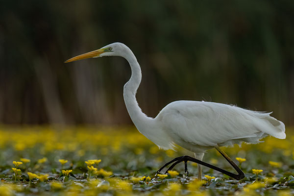 Silberreiher - Ardea alba