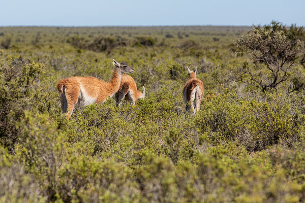 Guanacos, lama guanicoe