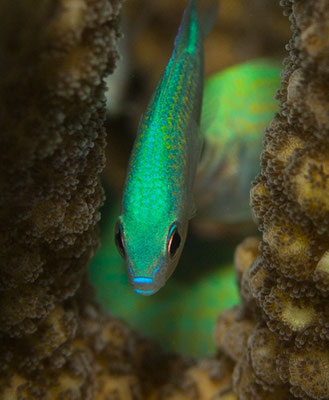 Baa Atoll, Reethi Beach