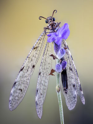 Ameisenjungfer - Myrmeleontidae