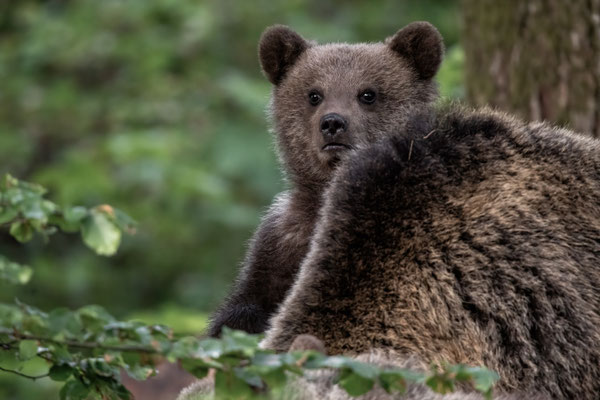Braunbär - Ursus arctos
