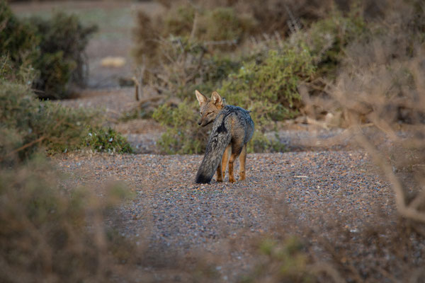Argentinische Kampfuchs - Lycalopex griseus, Syn.: Pseudalopex griseus