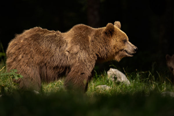  Braunbär - Ursus arctos