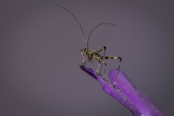 Larve einer Sichelschrecke - Phaneroptera nana