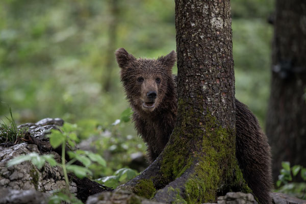 Braunbär - Ursus arctos