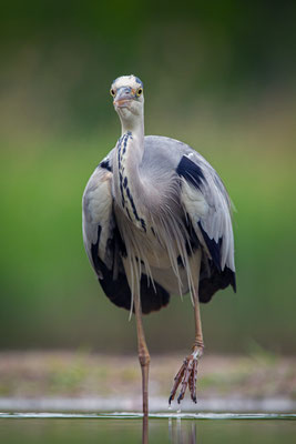 Graureiher - Ardea cinerea