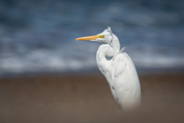 Silberreiher - Ardea alba