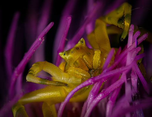 Veränderliche Krabbenspinne (Misumena vatia)
