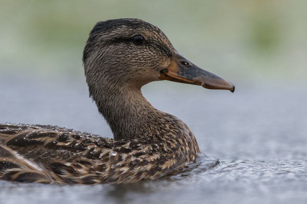 Stockente (w) - Anas platyrhynchos