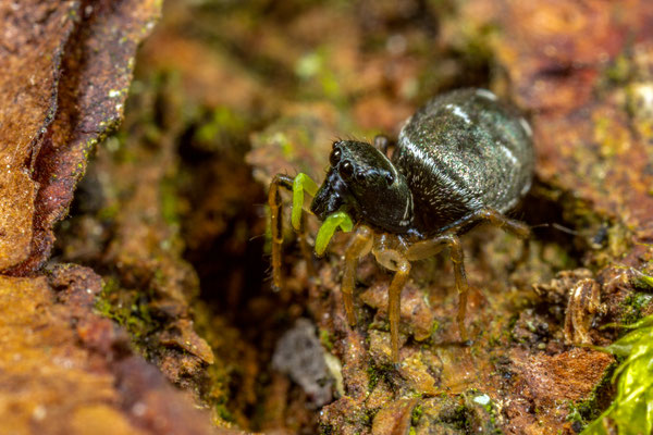 Kupfrige Sonnenspringspinne (Heliophanus cupreus)