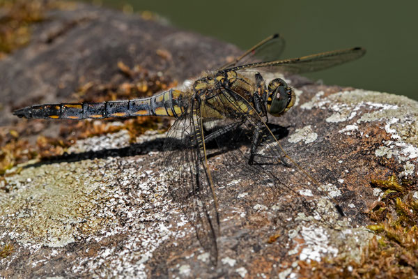 Vierfleck - Libellula quadrimaculata