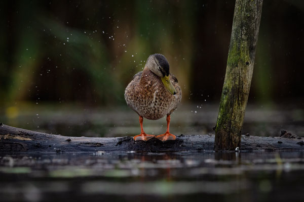 Stockente (w) - Anas platyrhynchos