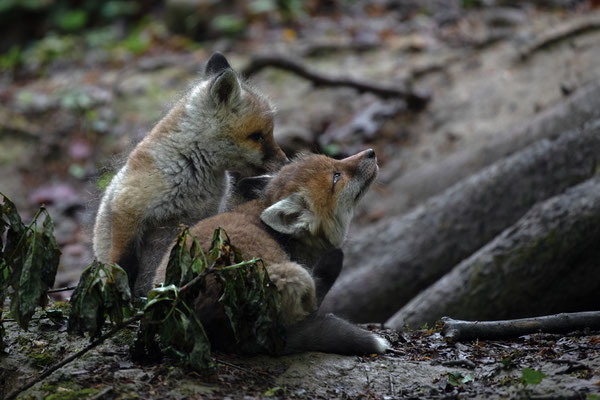 Rotfuchs - Vulpes vulpes