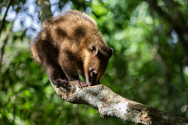 Nasenbär