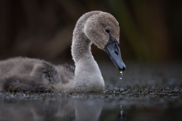 Höckerschwan - Cygnus olor