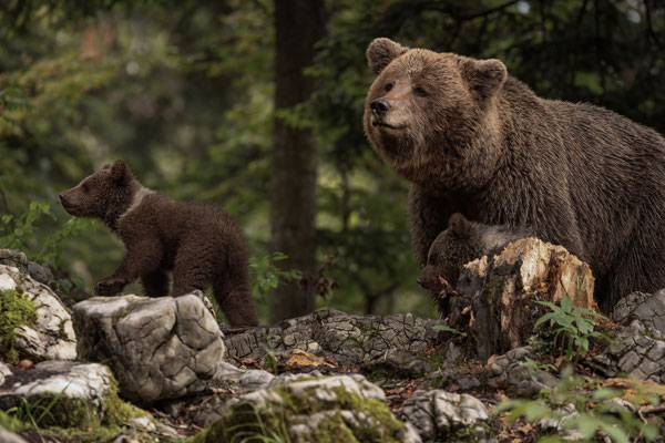 Braunbär - Ursus arctos