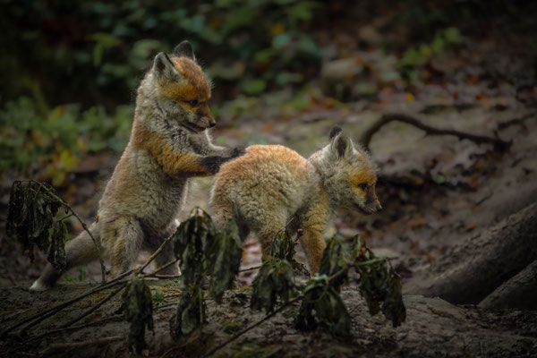 Rotfuchs - Vulpes vulpes