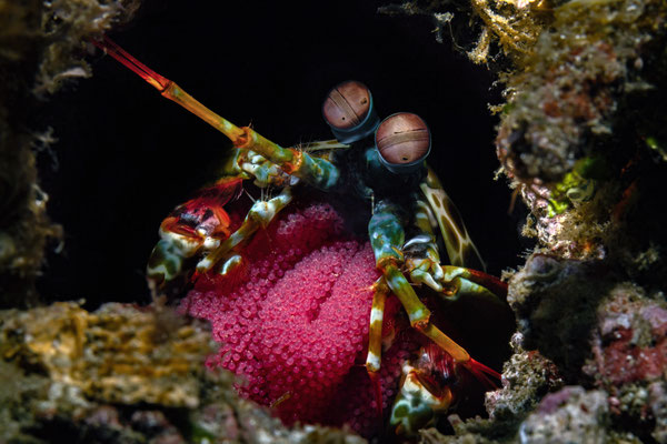 Bunter Fangschreckenkrebs - Odontodactylus scyllarus