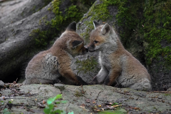 Rotfuchs - Vulpes vulpes