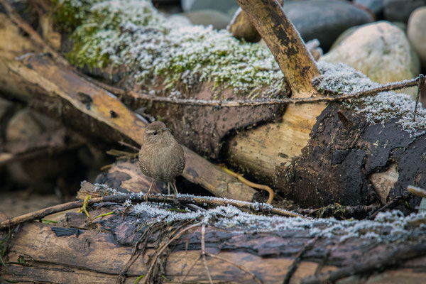Zaunkönig - Troglodytes troglodytes