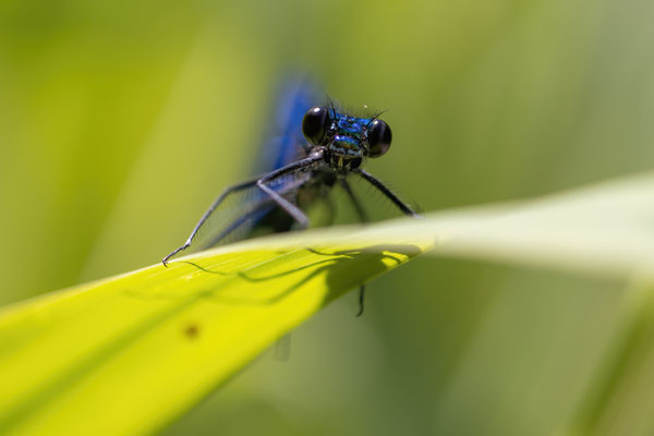 Prachtlibelle m - Calopteryx virgo virgo