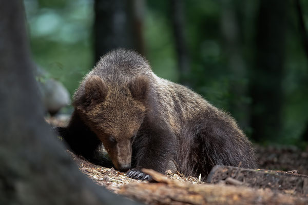 Braunbär - Ursus arctos
