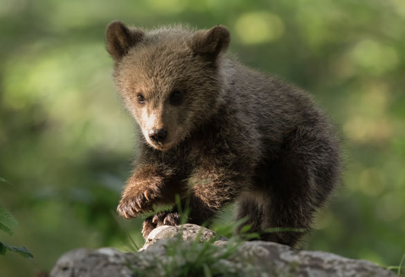 Braunbär - Ursus arctos