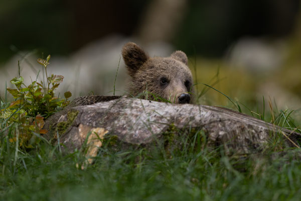 Braunbär - Ursus arctos