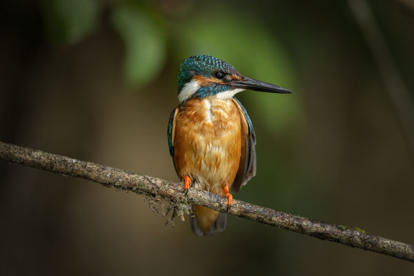 Eisvogel - Alcedo atthis