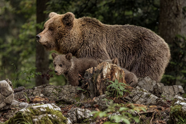 Braunbär - Ursus arctos