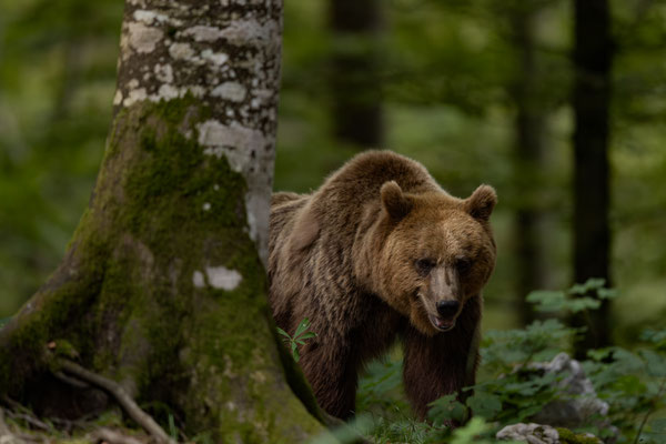  Braunbär - Ursus arctos