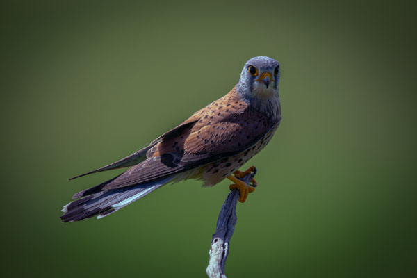Turmfalke - Falco tinnunculus