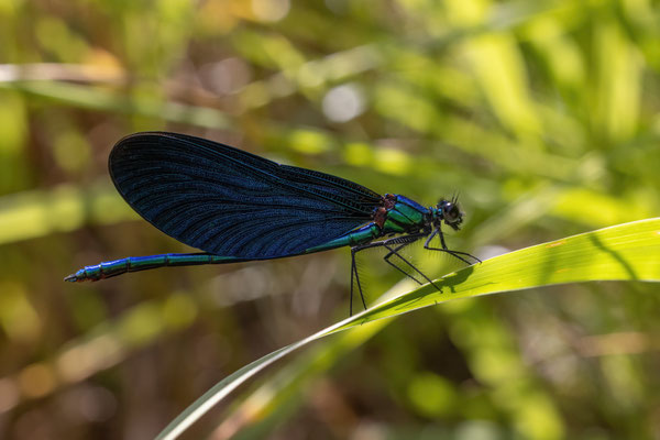Prachtlibelle m - Calopteryx virgo virgo