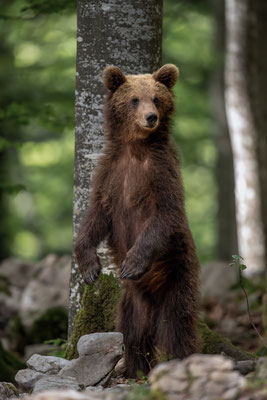  Braunbär - Ursus arctos