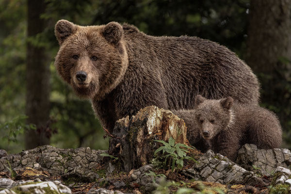 Braunbär - Ursus arctos