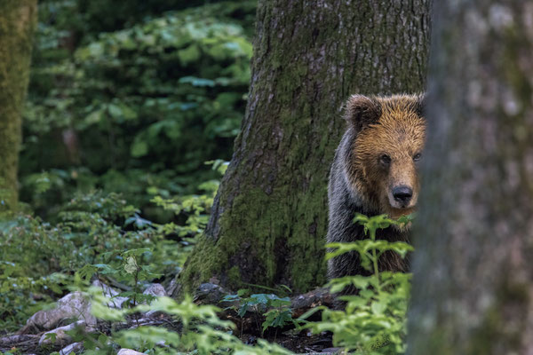 Braunbär - Ursus arctos