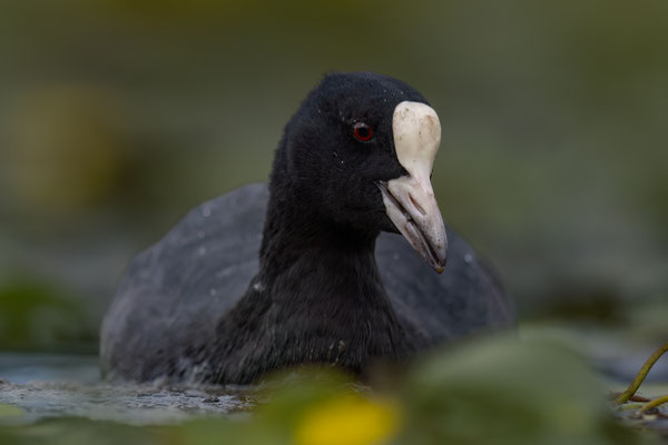 Blässhuhn - Fulica atra