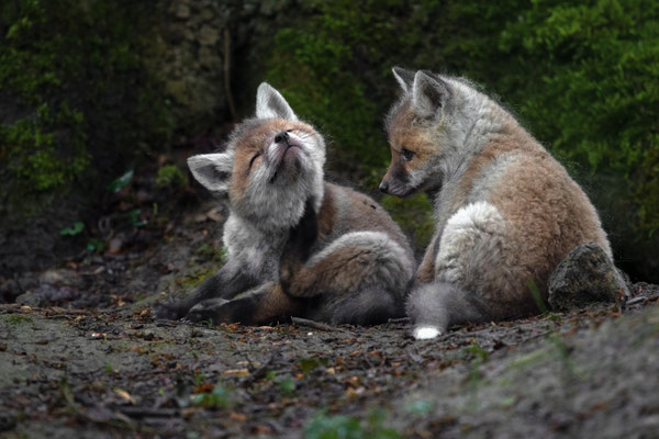 Rotfuchs - Vulpes vulpes